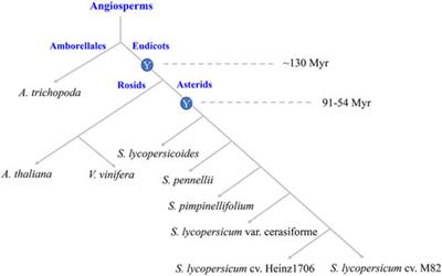 Genome-wide analysis of the WRKY gene family unveil evolutionary history and expression characteristics in tomato and its wild relatives